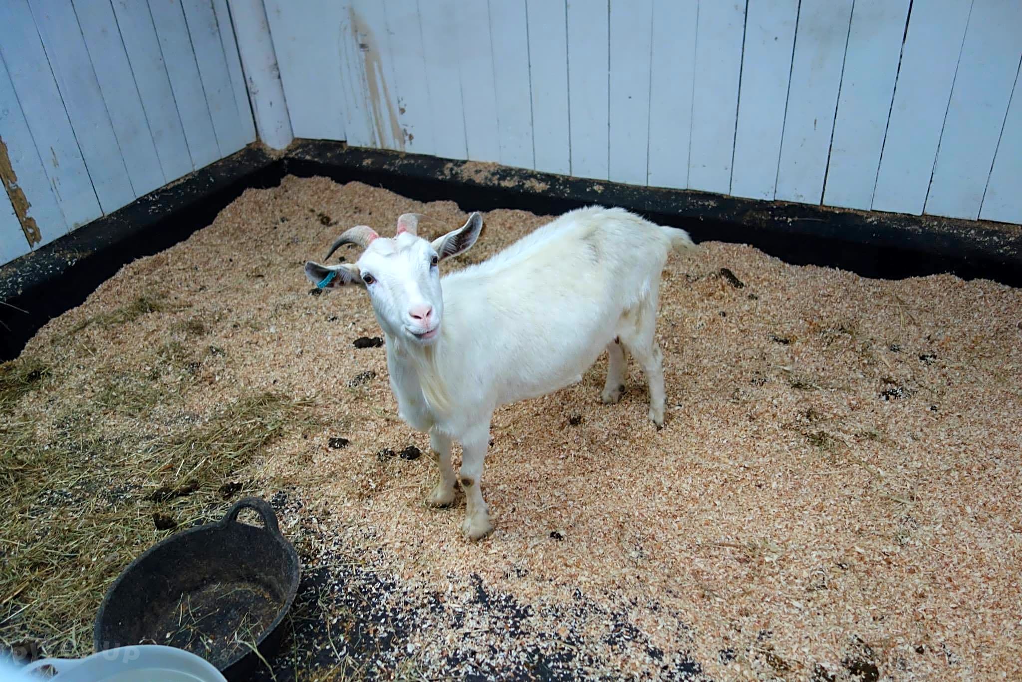 Beaver Hall Equestrian Centre, Leek Pitchup®