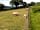 Walkers Cottage: The sheep