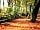 Holly Bush Park: A pretty nearby woodland walk, the pathway to Wellington Monument