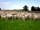 Llandrindod Hall Caravan and Camp Site: Working farm with some of our sheep