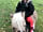 Easton Farm Park: Pony rides when the farm park is open