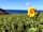 Nolton Coast: P.Y.O sunflowers