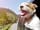 Green Pastures Farm: Dogs welcome (photo added by manager on 11/10/2022)
