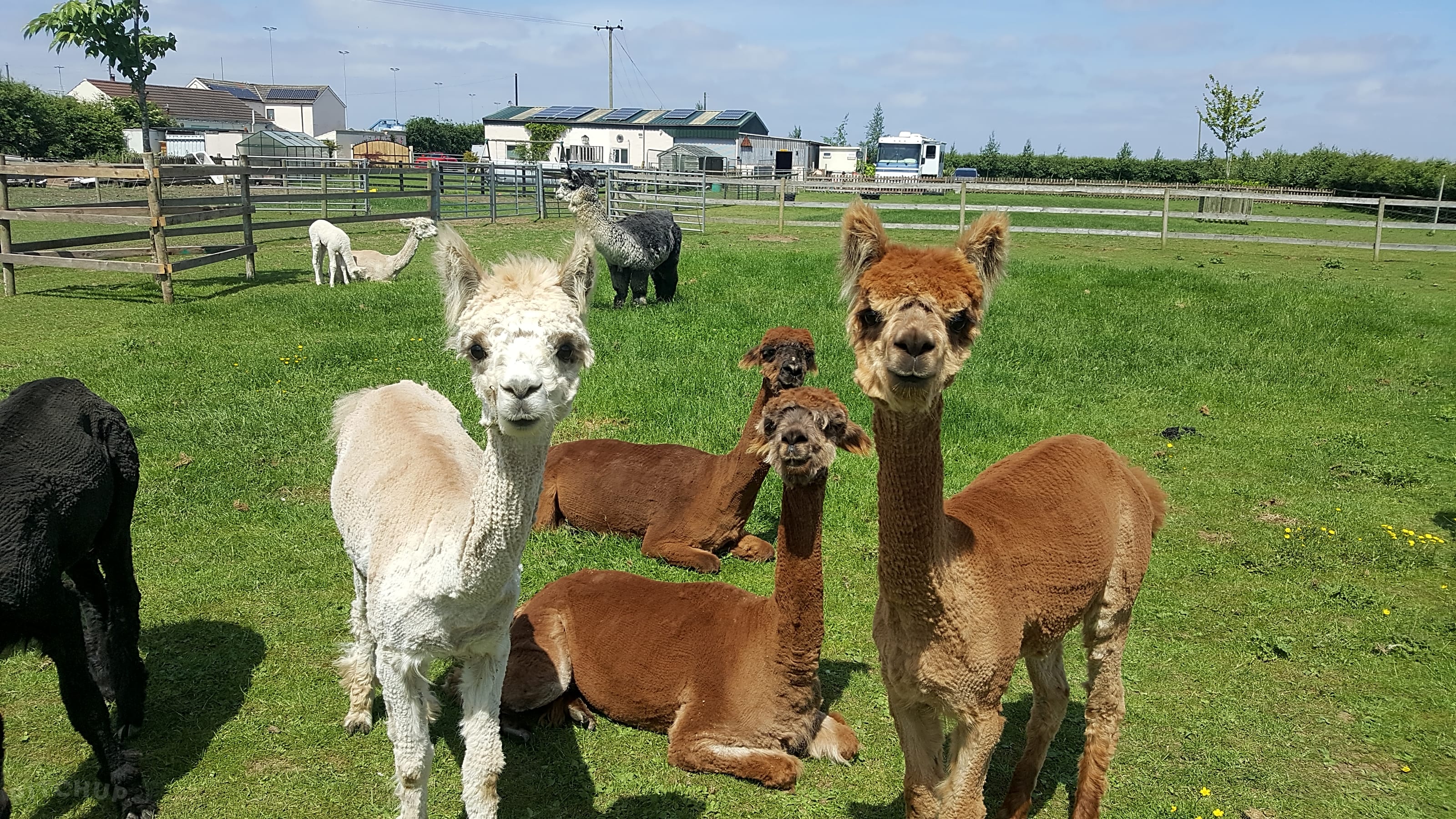 Marshlands Alpacas, BartonUponHumber Updated 2020 prices Pitchup®