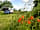 Glamping Thorpe: Poppies colour the site in spring