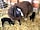 Lane End Farm: Spring on the farm