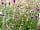 Robin's Nest Shepherds Hut: Wildflower meadows