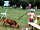 The Halfway Caravan and Camping Park: Dogs