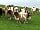Slades Farm Glamping: A few of the neighbours (photo added by manager on 26/09/2019)