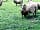 Lockhurst Hatch Farm: The farm animals (photo added by  on 10/06/2021)