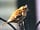 Coalbeck Caravan Park: One of the visiting birds
