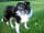 Haugh Rigg Farm: Resident dog, Jess, loved by all