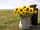 Nolton Coast: P.Y.O sunflowers