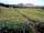Croft 183 Caravan and Camping Site: campsite 