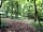 Woodside Field Motorhome Park: Woods next to the pitches