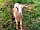 Ty Bach Holidays: Meet Blossom (photo added by manager on 08/06/2021)