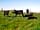 Cool Cow Camping: Cows in the next field