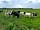 River Severn Bank Pop-up Campsite: Cows on the field