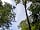 English Forest Experience: Birdlife overhead (photo added by manager on 14/08/2022)