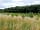 Butcombe New Woods: The trees are growing…