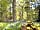 Haywood Farm Caravan and Camping Park: In the woods