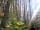 Belan Bluebell Woods (фото добавлено менеджером 12.08.2019)