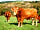 Trevoulter Farm Holidays: South Devon herd at the farm (photo added by manager on 12/07/2019)