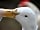 Glamping Thorpe: Quack the duck