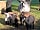Strawberry Fields Glamping: Goats on site (photo added by manager on 16/06/2022)
