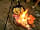 Yomer Wood Camping: Cook over an open fire