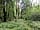 Benville Manor Camping: The wild woods - adjacent to the camping meadow (photo added by manager on 31/07/2022)