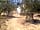 The Olive Garden: The Lemon tree bell tent with one of our olive trees