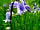 The Chicken House: Spring bluebells (photo added by manager on 24/08/2022)