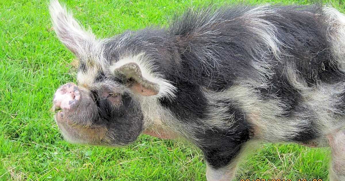 Marfit Head Farm, Pickering