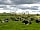 Llys-Y-Frân Meadow Campsite: Cows on the farm