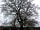 Beeches Farm: Beech Tree after a very cold snowy winter 2013