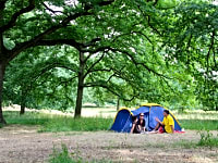 Camping under the trees Camping under the trees