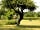 Heathside Caravans: Open space