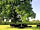 The Alders Caravan Park: Cows grazing and resting in the park field