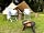 Elizabeth Cottage Camping