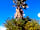The Olive Garden: The Olive Garden palm tree with beautiful blur skies
