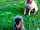 Condover Park Touring Caravan Site: Dogs welcome (photo added by manager on 11/07/2023)
