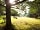 Bluebell Retreat Glamping: The meadow looking towards the firepit