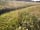 Bury Hill Farm: Meadows (photo added by manager on 22/07/2021)