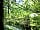 Golden Hill Wood: Bluebells in the woods (photo added by manager on 25/05/2023)