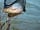 Jockhedge Touring Site: Fishing available on site
