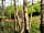 The Chicken House: Woodland on site (photo added by manager on 24/08/2022)