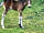 Setthorns Campsite: New Forest foal near the site