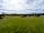 Roundhill Caravan and Camping Site: Forest view