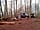 Coed Esgair Las Blue Ridge Woods Wildcamp